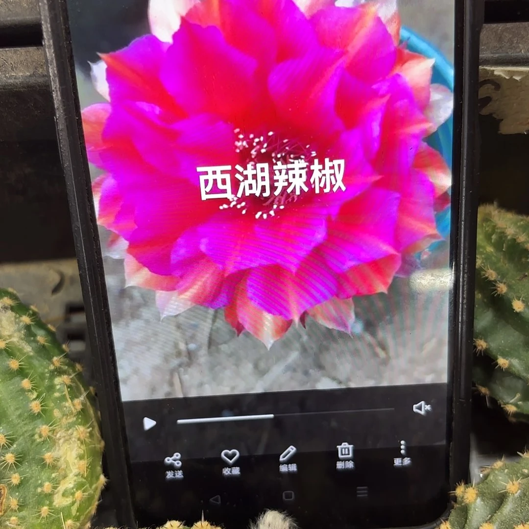 辣椒彩瑕疵瑕疵侧牙20包邮仙人球21