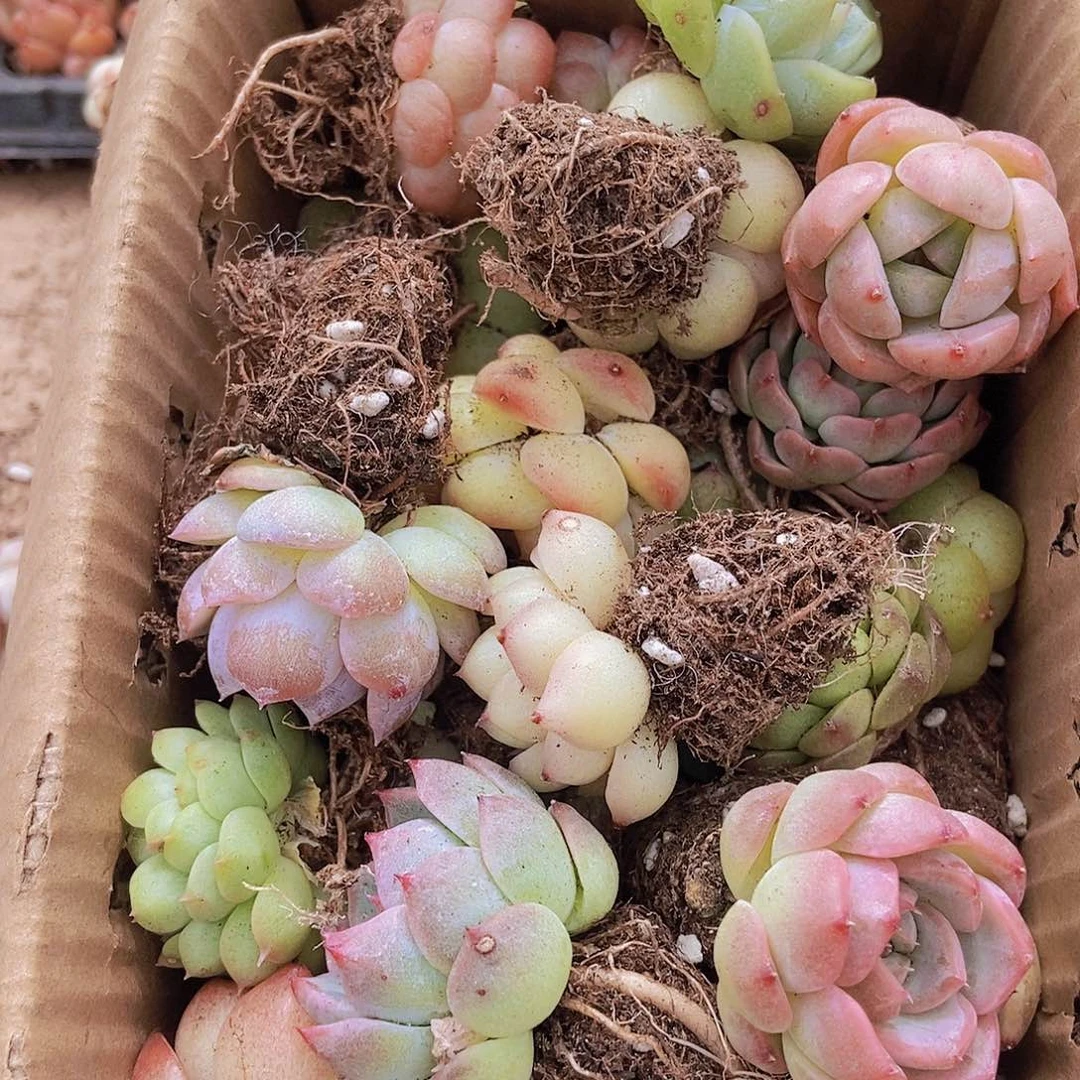 000000000001量拍保底20颗