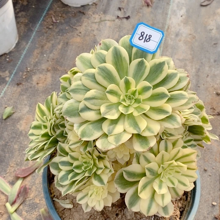 寒**雪818迈巴赫多肉法师