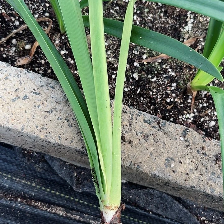 无花朵粉漂亮包对版