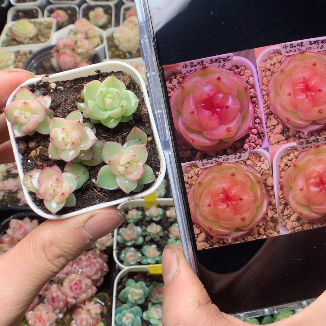无花朵玉玲珑5颗一组量拍yyyyy