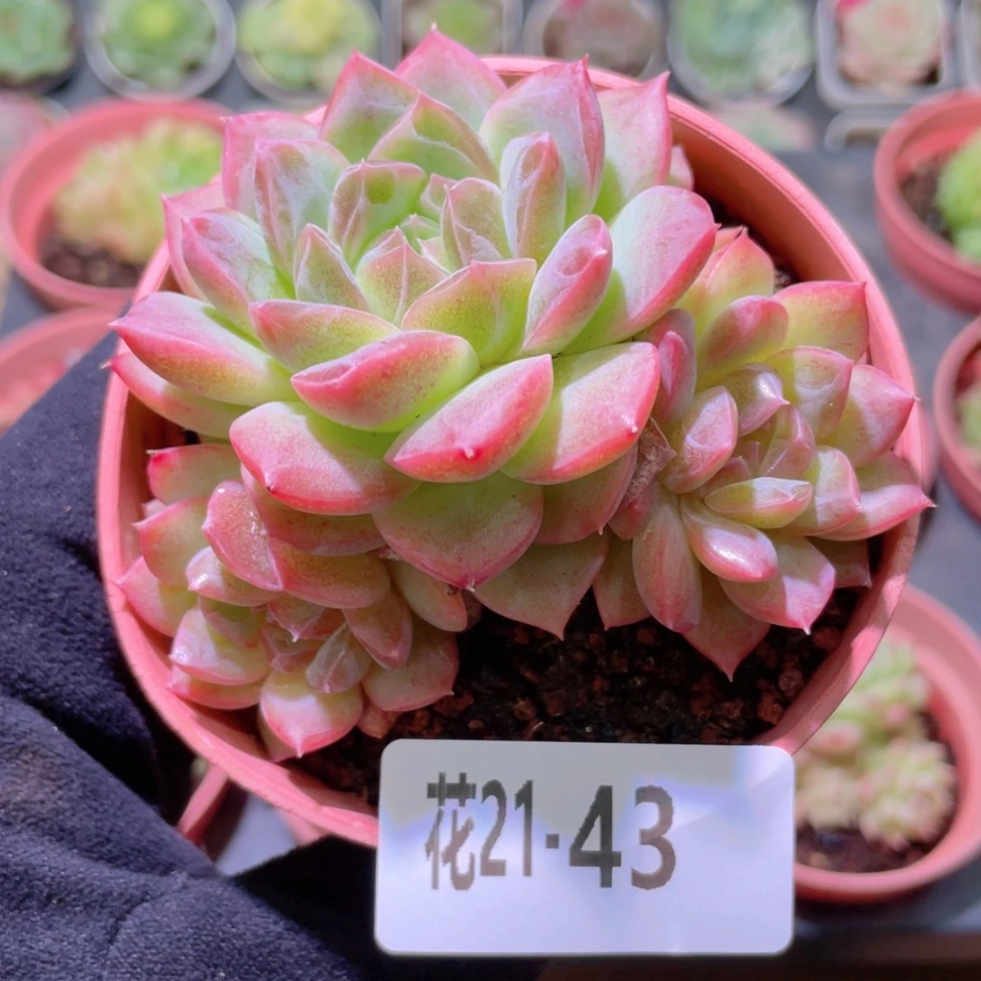 花利美21-43新品群