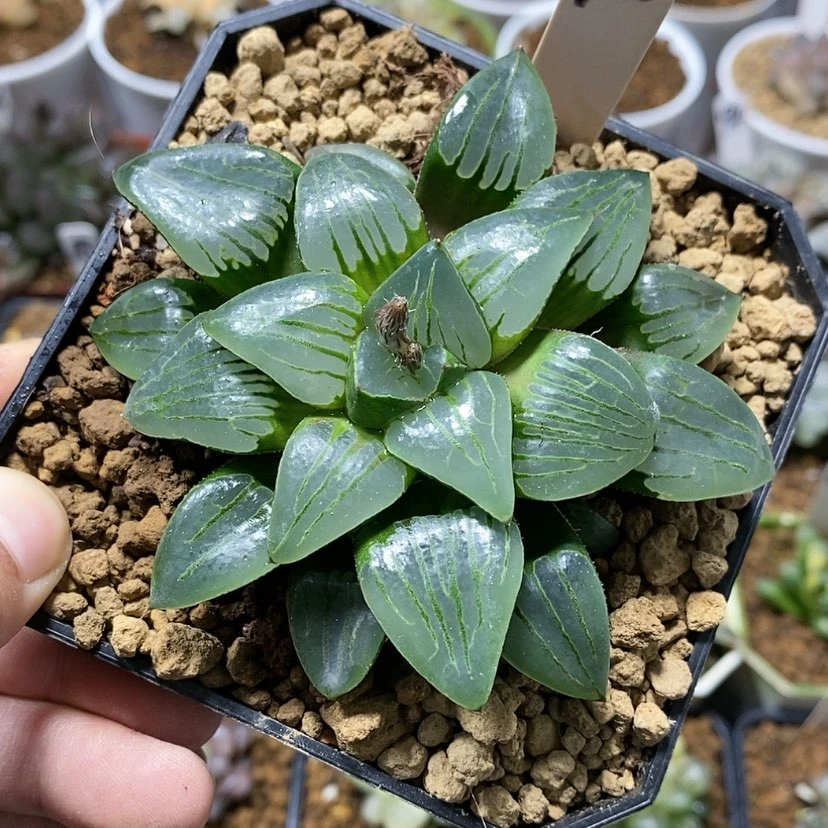 【闪购商品】95翠虎