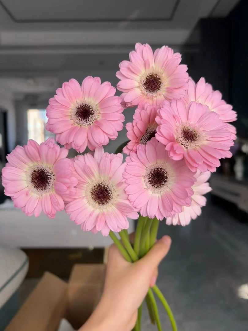 粉色珍爱非洲菊批发花店摆地摊直发一手货源