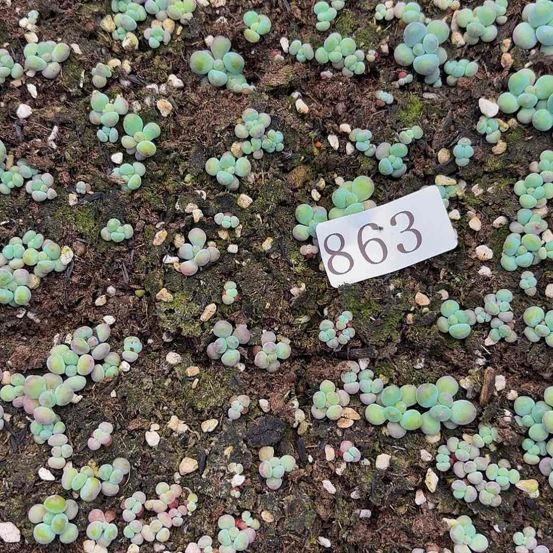 多肉植物多肉植物863