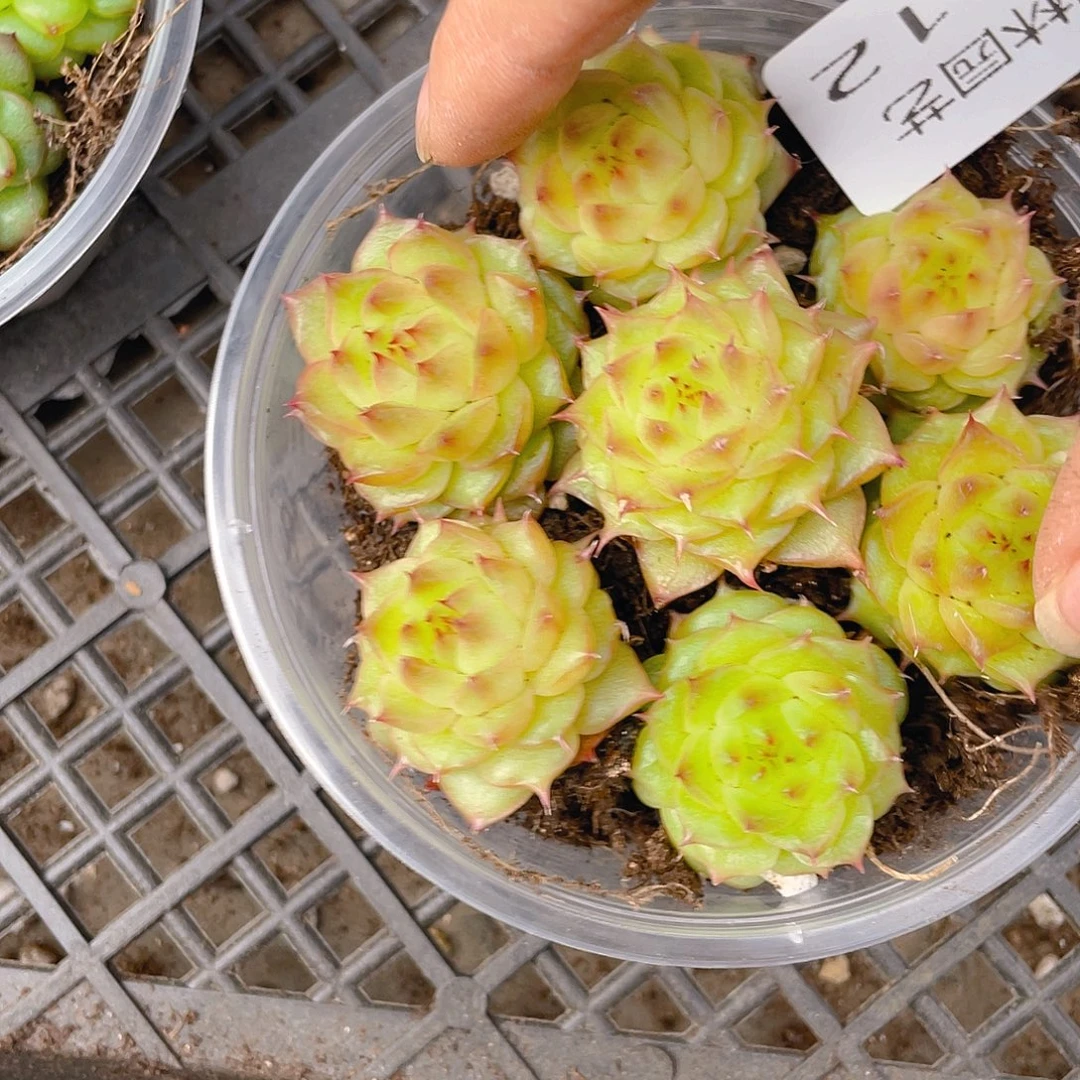 多肉植物多肉植物512