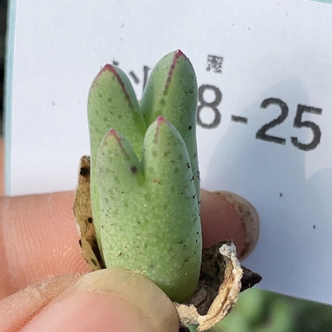 28-25猪蹄多肉植物