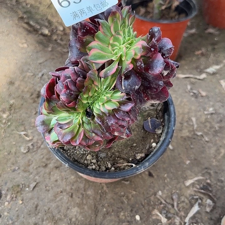 6983美杜莎多肉植物