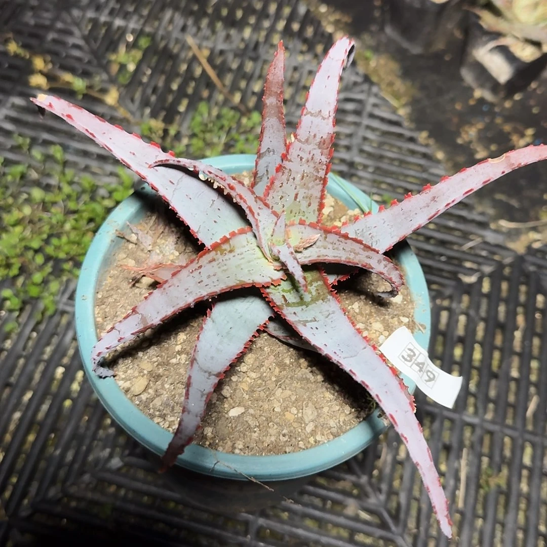 349蓝皮芦荟脱土发货