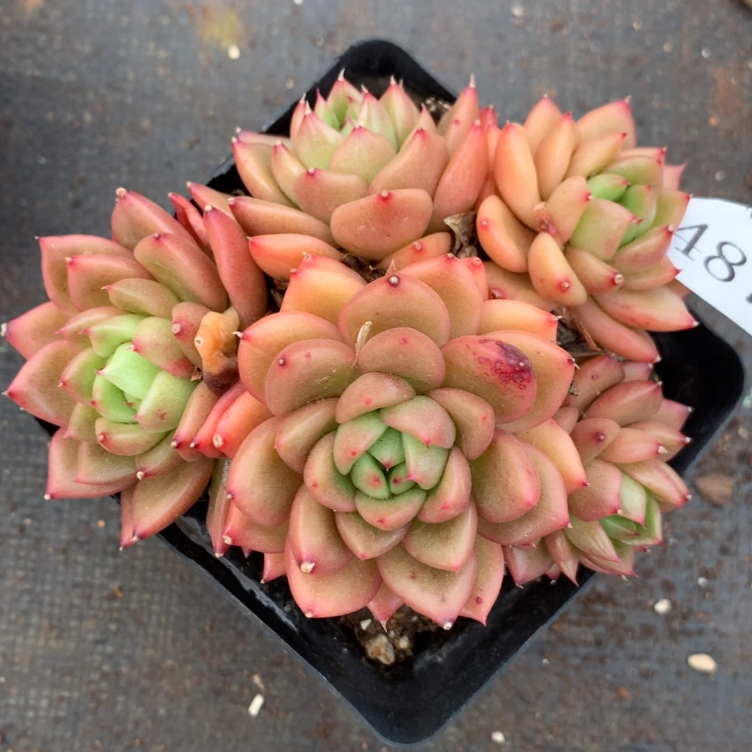 487杂交精品基地10厘米