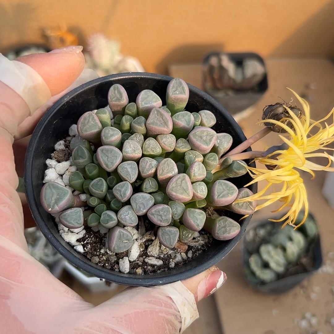 多肉植物五十灵玉