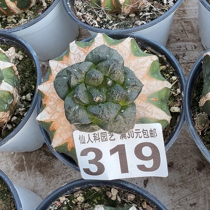 无花朵319光面连山牡丹西四