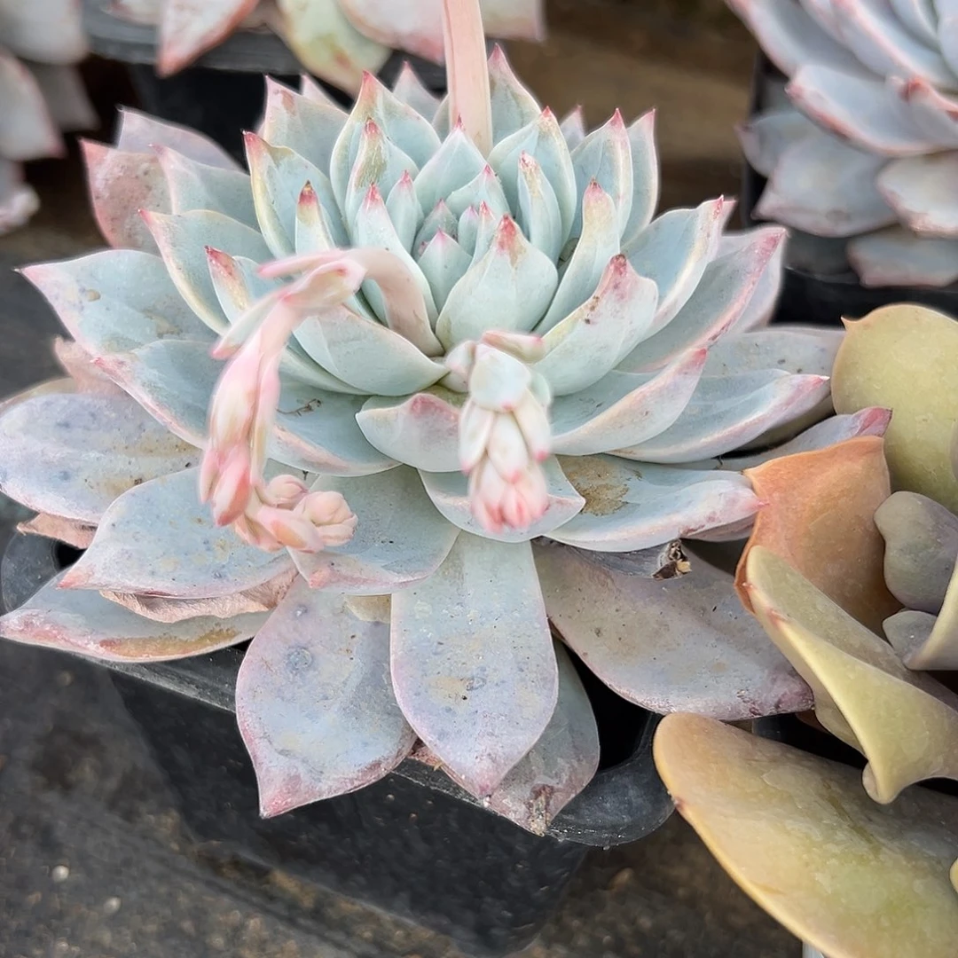 多肉植物粉蓝鸟单头