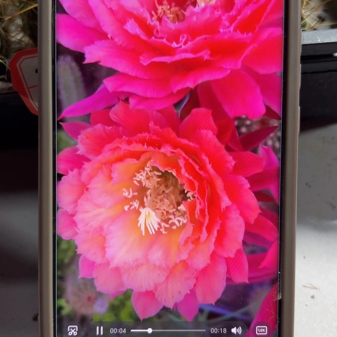 下103毛牛牛歪侧芽5公分左右20包邮