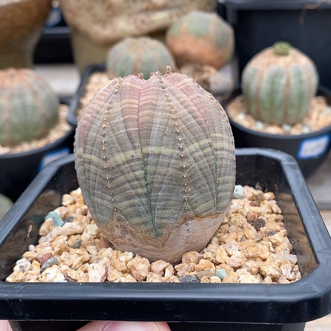 欧系实生布纹球多肉植物