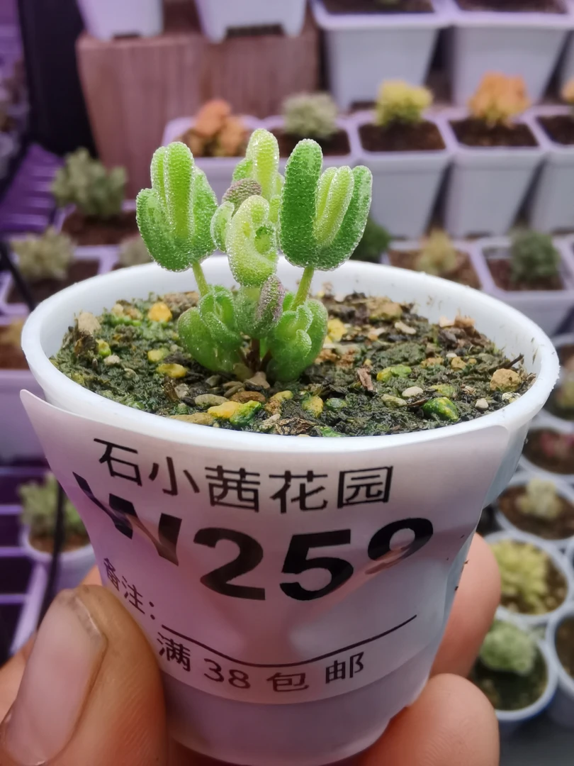 多肉植物枝干番杏月曲