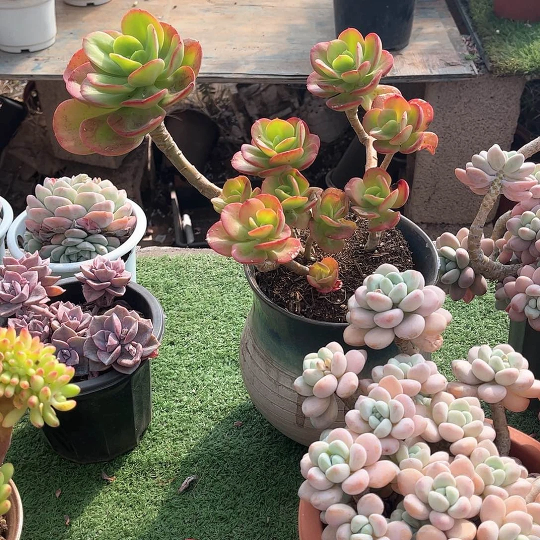 汪*红梅多肉植物保护23