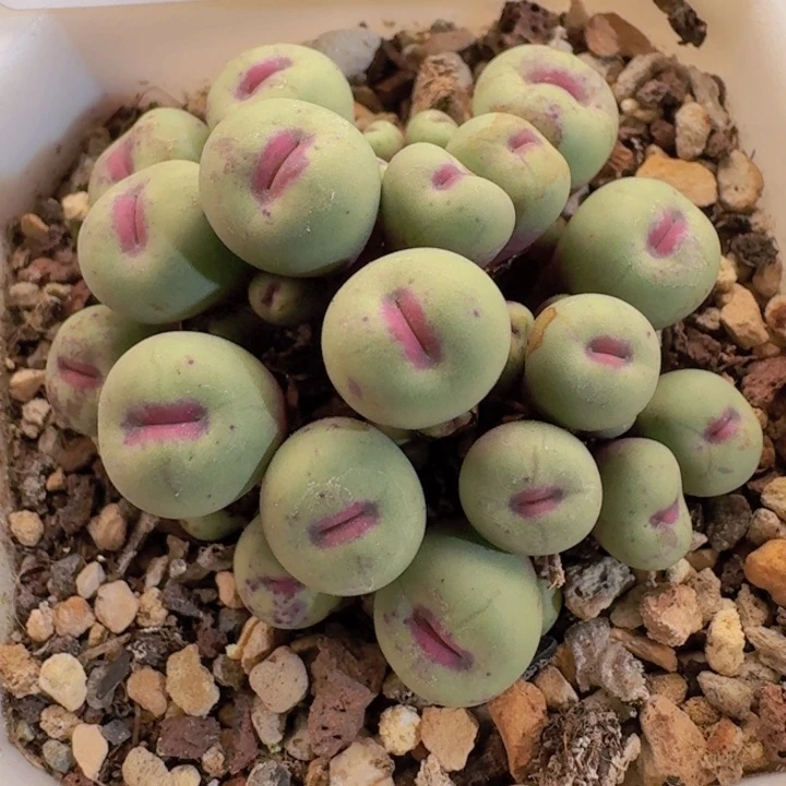 244 小红嘴1380b。