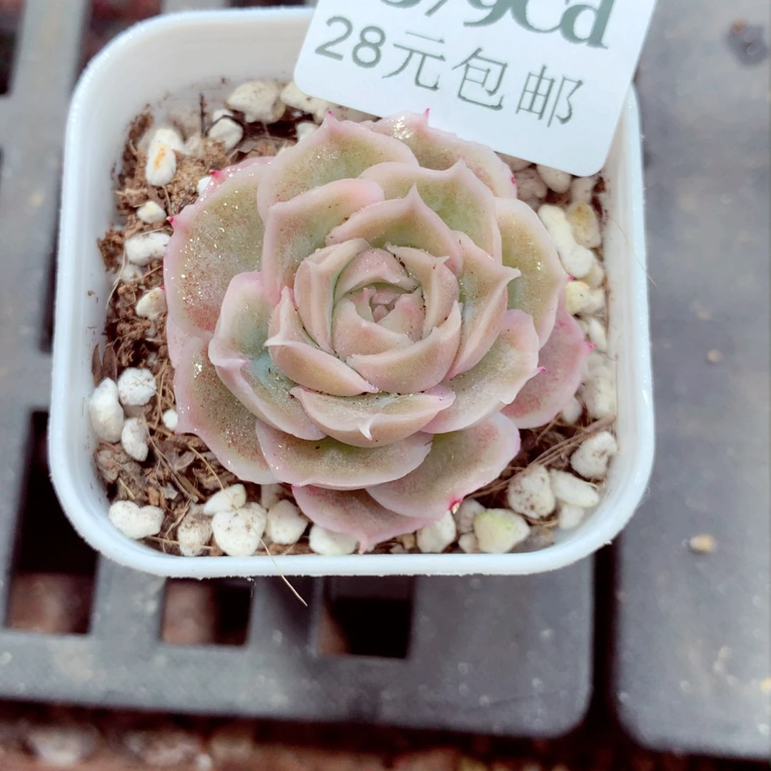 5厘米盆精控多肉2379