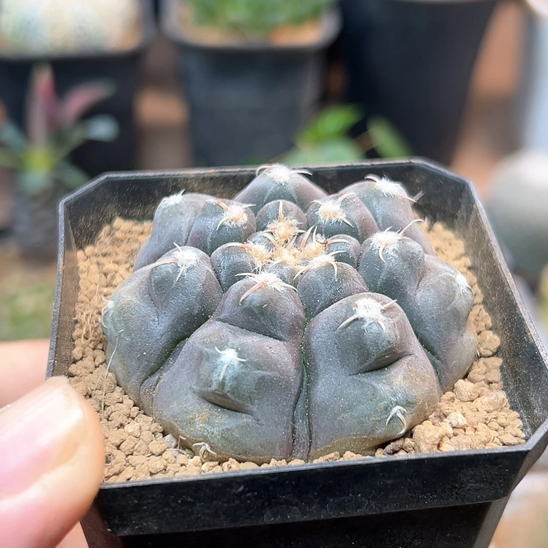 无花朵龟甲铅皮实生5.5CM