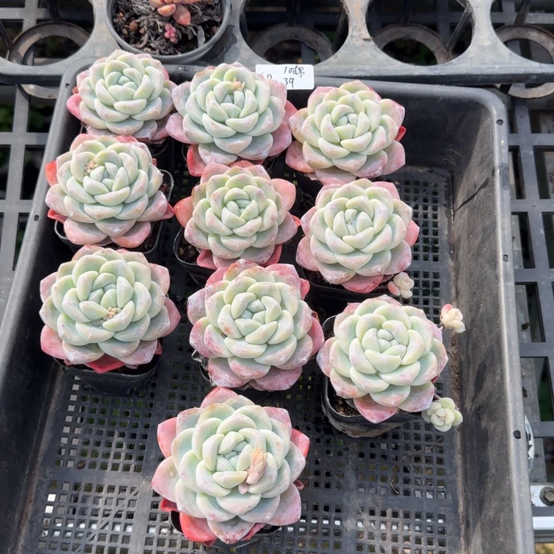 S****eSO冰玉单头10棵39