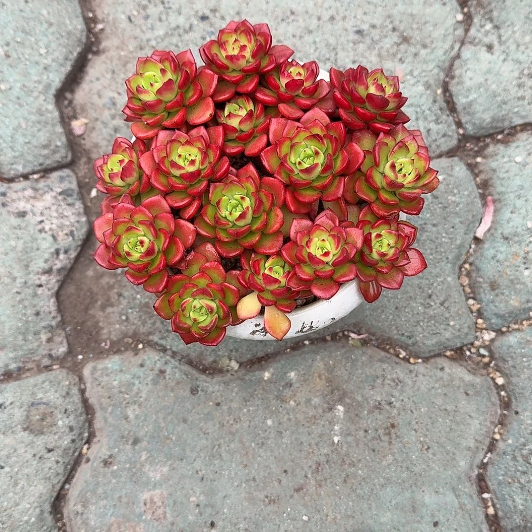 火焰抵娅带盆多肉