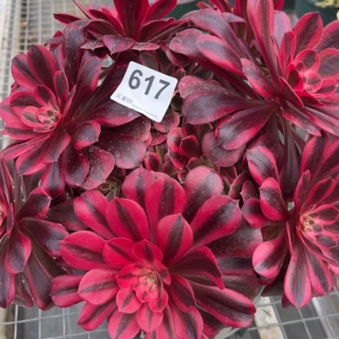 M****i617美杜莎朵朵28厘米左右有断枝