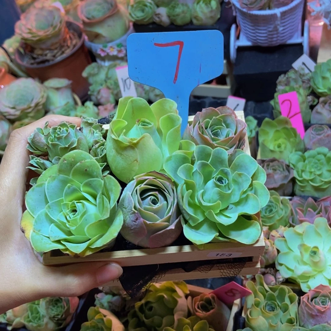 无***羁多肉植物山地玫瑰153号