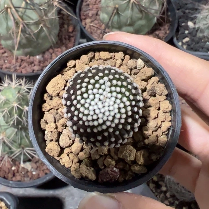 自跟松针牡丹仙人球仙人球