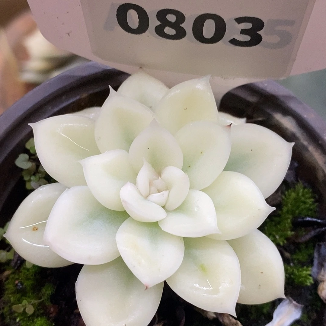 803宽锦哈哈哈哈哈