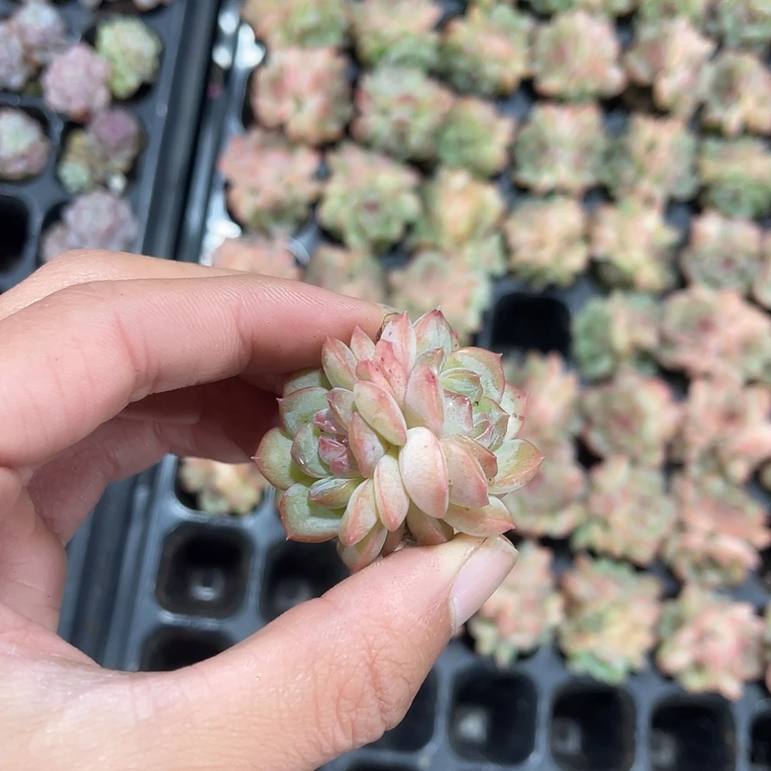 精品梦幻泡影多肉植物