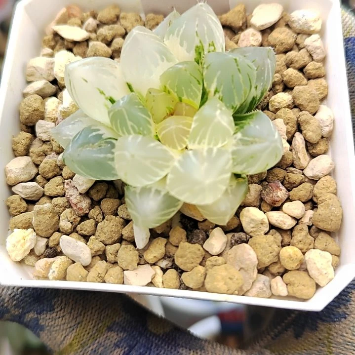 181OM锦 4厘米左右一物一拍带盆