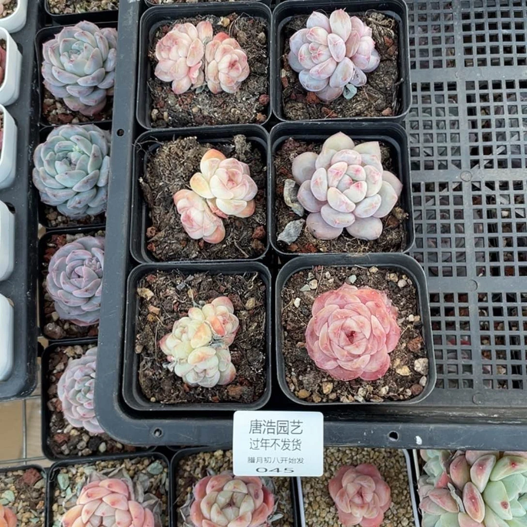 阿*糖心混一物一拍045