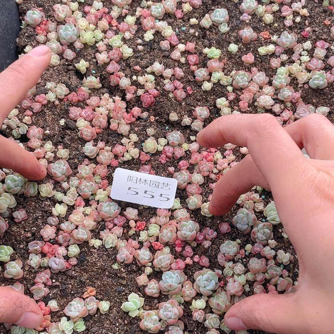 y***g多肉植物多肉植物555