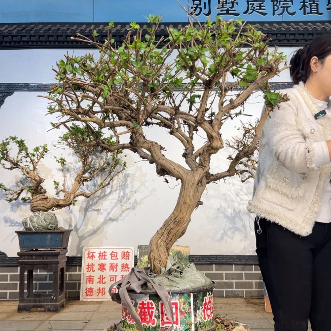 无花朵金银花8888