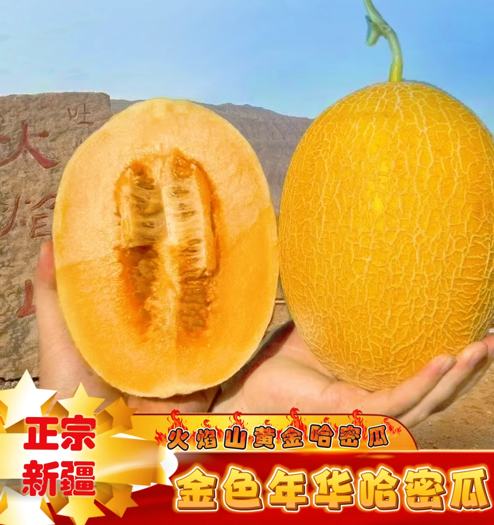 【新疆空运直发】新疆吐鲁番哈密瓜金色年华现摘现发（优质大瓜）