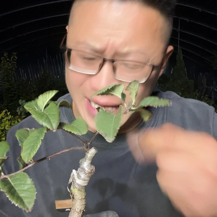 航***国当前无花朵，栽培后可花朵