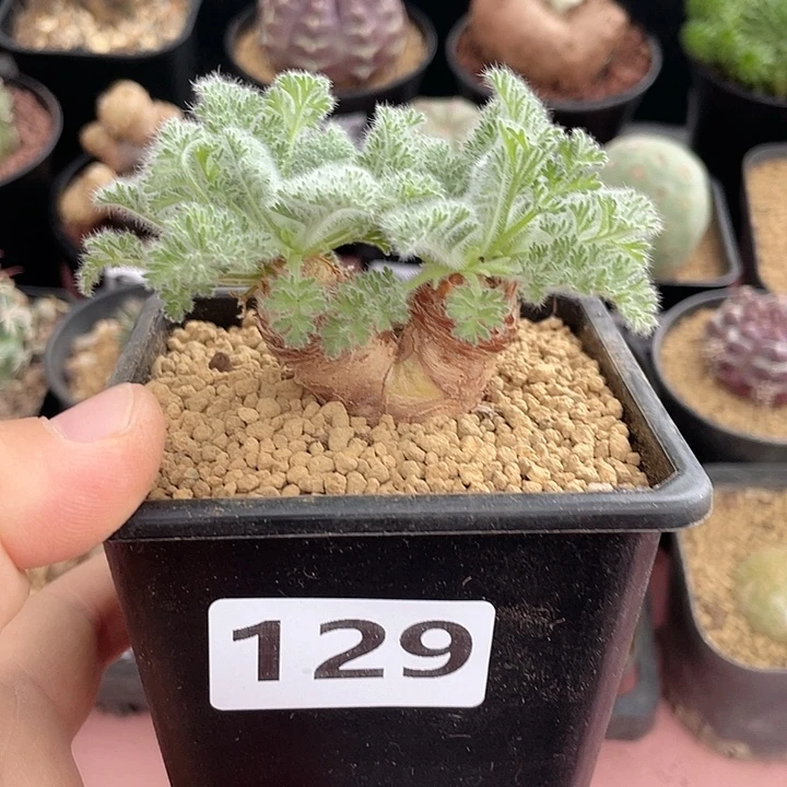 129羽叶杨葵块根植物