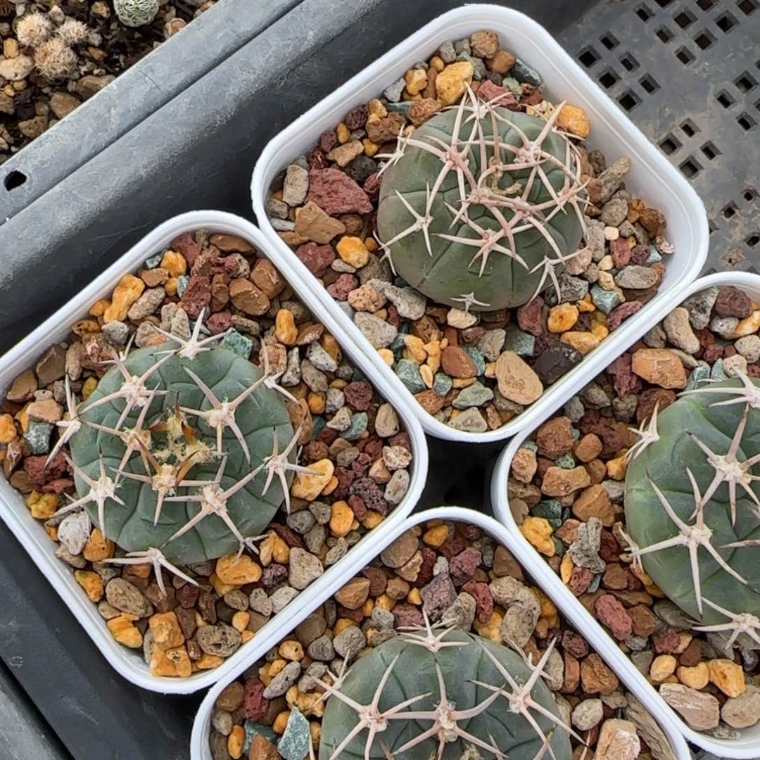 包对版实生振太刀择优发货1颗