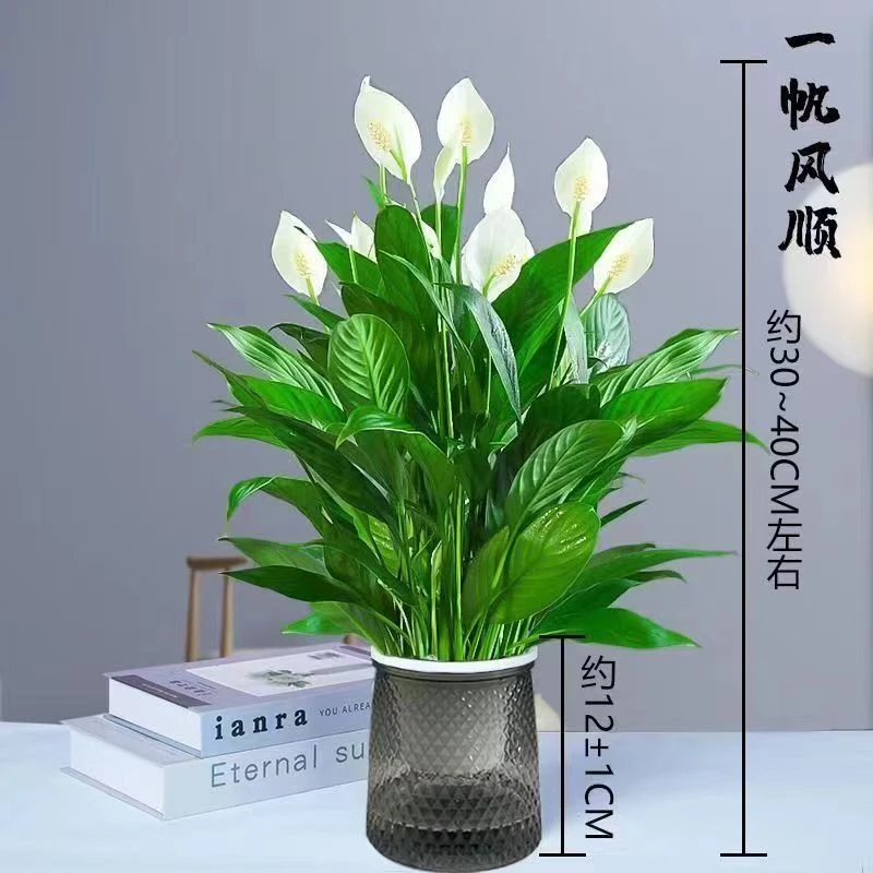 带花苞发货一帆风顺白掌盆栽室内花卉水生办公室绿植四季常青