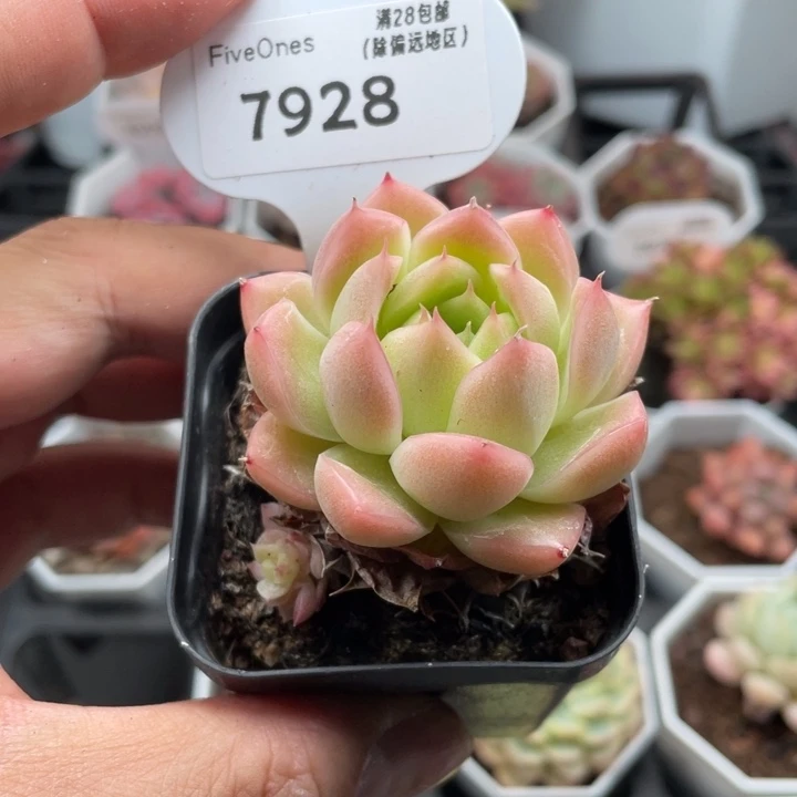 7928粉麦秆5.5厘米