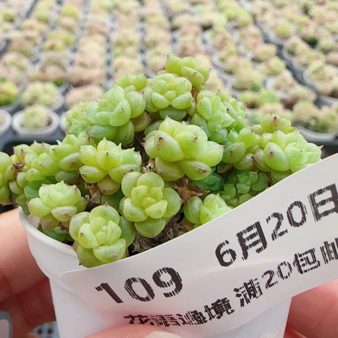 花语逸镜0620-109散