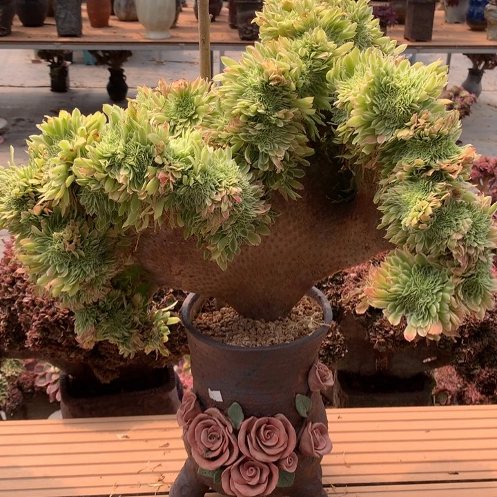 碧浪缀脱土不带盆啊