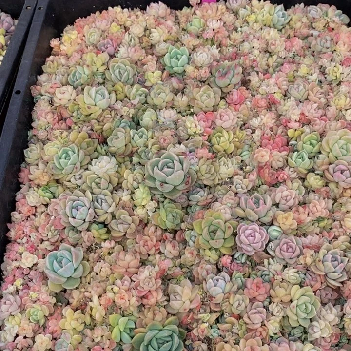 苏**干771多肉植物保护研究所所长