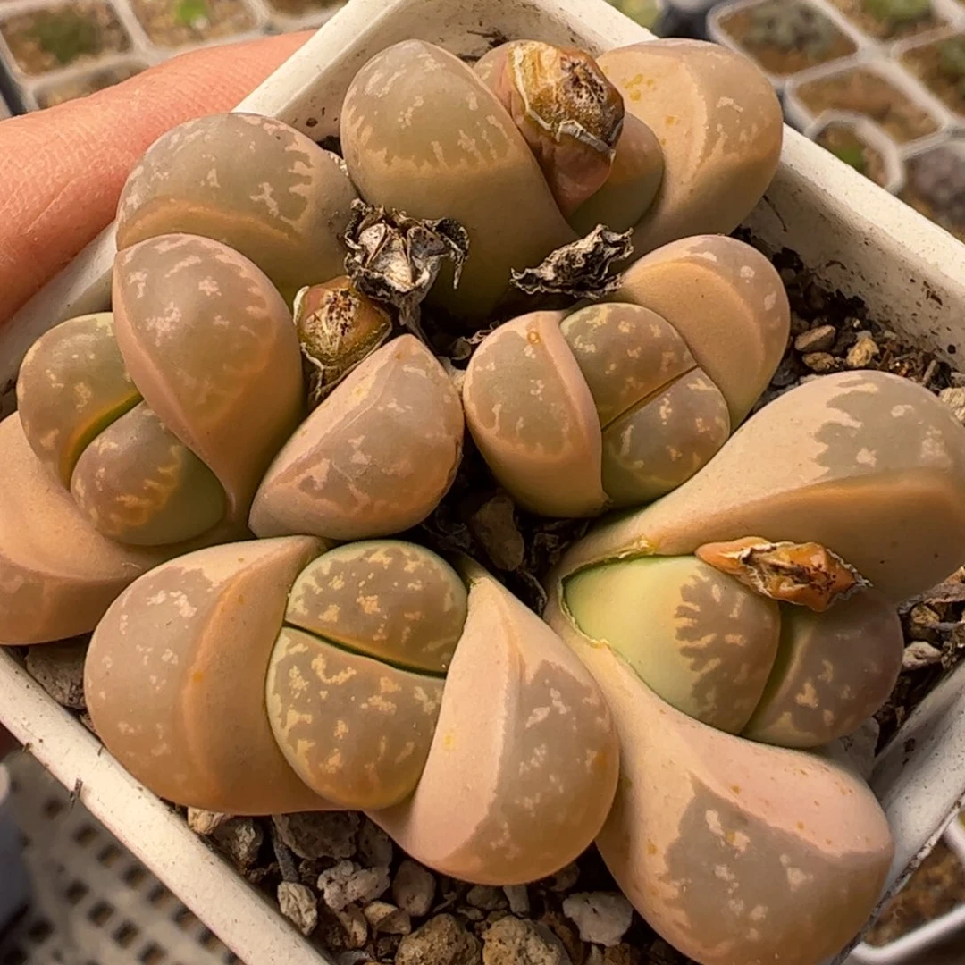 粉橄榄群母本带盆多肉植物