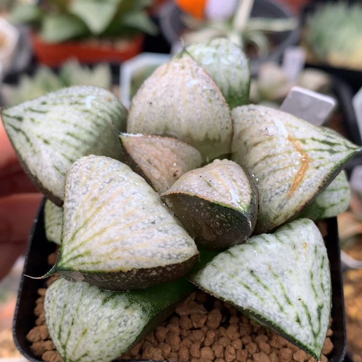 武士红青蟹，带盆发货