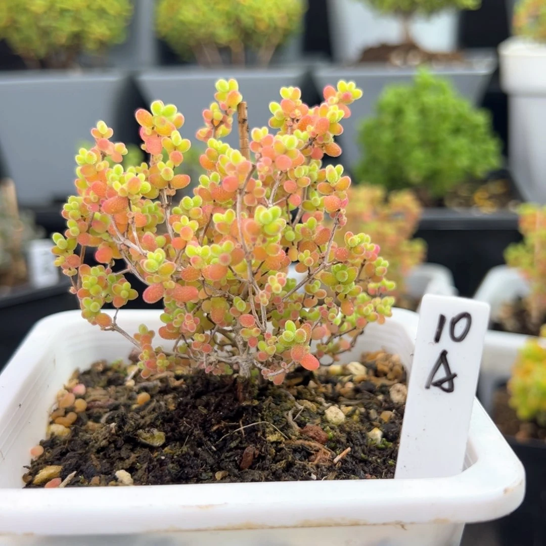 彩蜜橘糖球10号10厘米盆