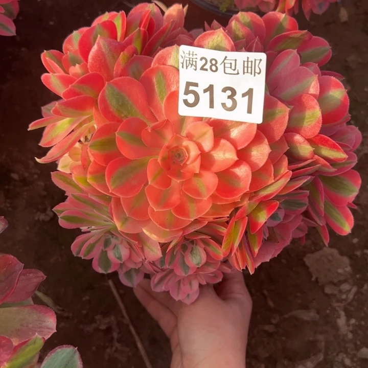 5131女巫多肉植物