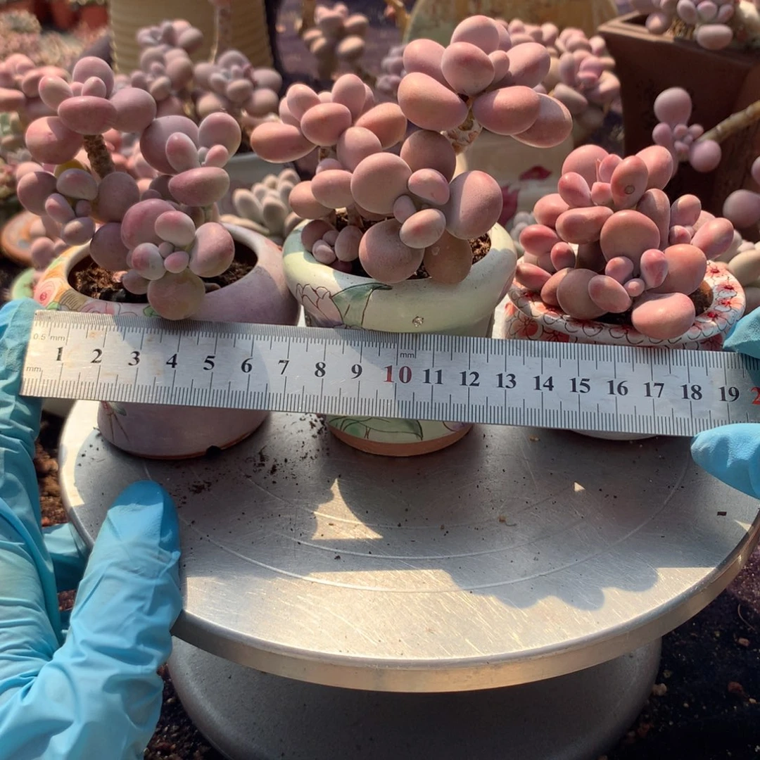 惜*3颗带盆偏远地区不包邮的