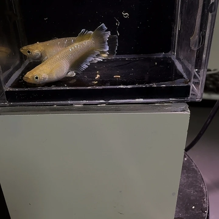 青鳉鱼一物一拍544